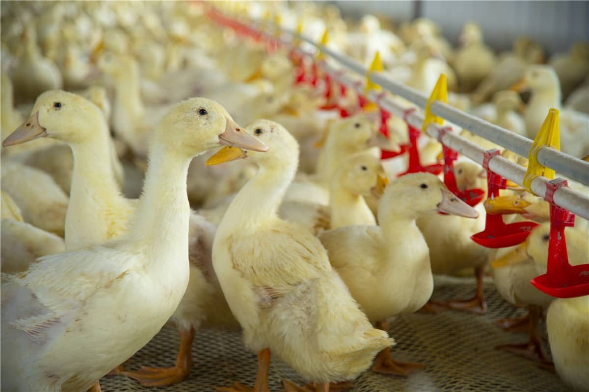 Nâng cao năng lực chăn nuôi gia súc thông minh bằng công nghệ RFID