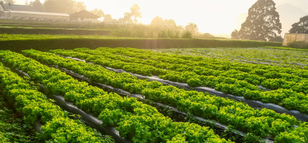 Công nghệ RFID trong nông nghiệp thông minh: Từ mô-đun RFID UHF đến nhãn dán để theo dõi và bảo trì máy móc.